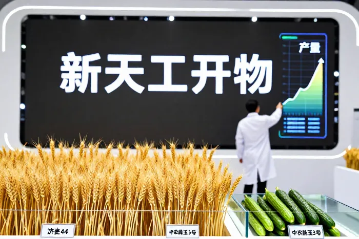 小麦黄瓜科技突破，筑牢粮食安全防线