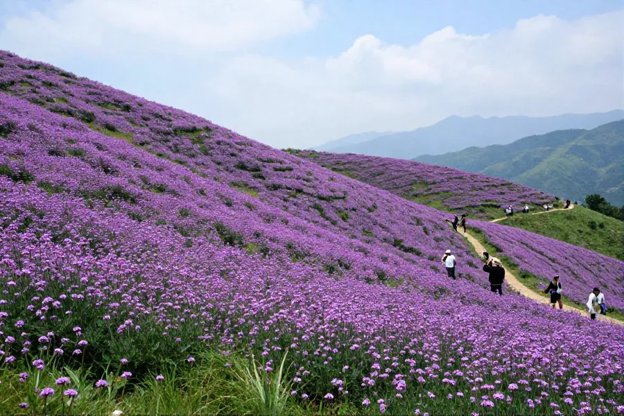 三峡库区绿葱坡花海引客