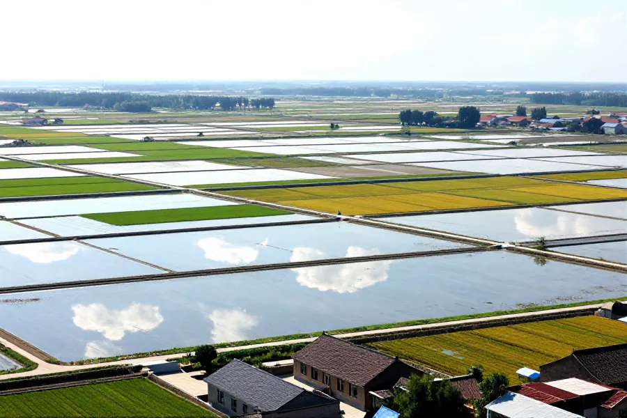 吉林镇赉盐碱地变沃土 特色农业成增收引擎