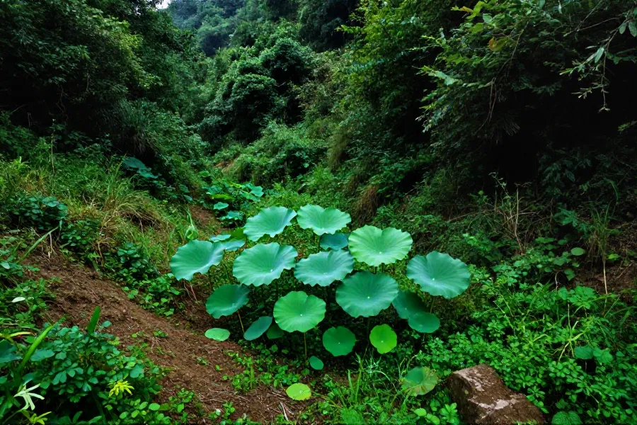 湖北堵河源保护区发现珍稀八角莲群落