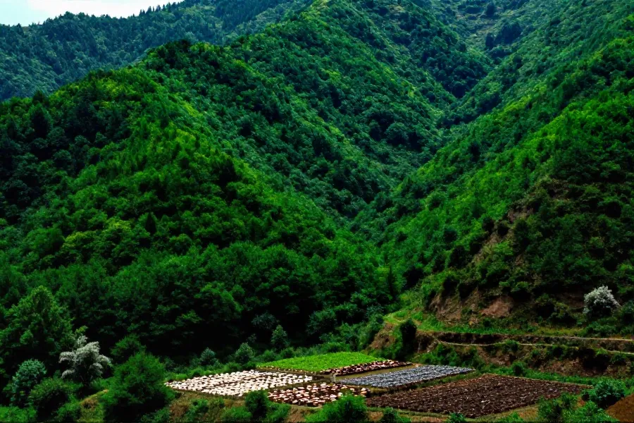 山西闻喜：立体种养模式激活山区菌菇产业