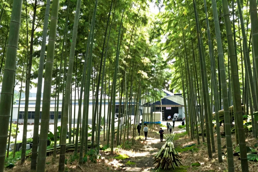 安吉竹产业逆势出海：低碳技术驱动百亿产值全球化布局