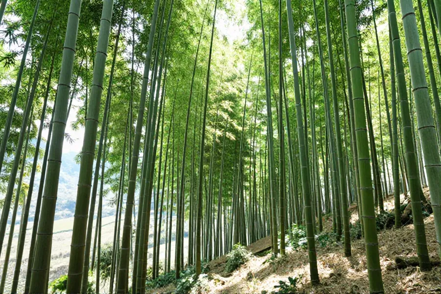 三峡库区绿色实践：忠县竹产业年产值破8亿 链主企业引领低碳转型