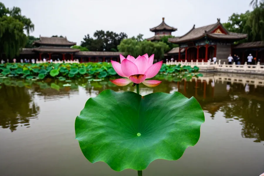 沉睡八百年终绽放：北京莲花池公园重现古莲古朴真容