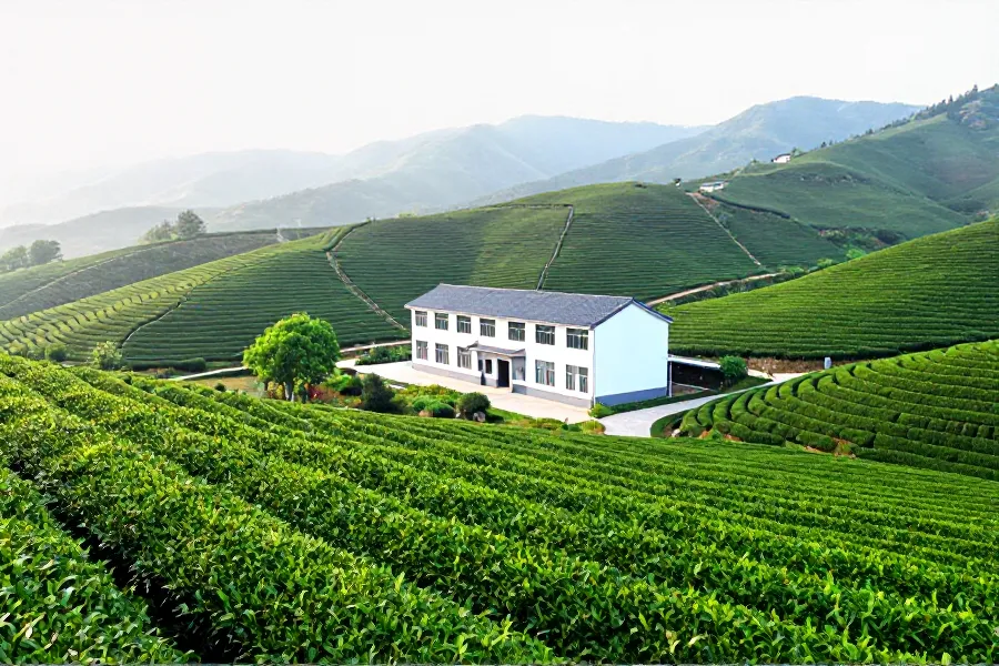 茶旅融合破局：致公党连云总支为留云岭定制“康养+茶业”振兴方案