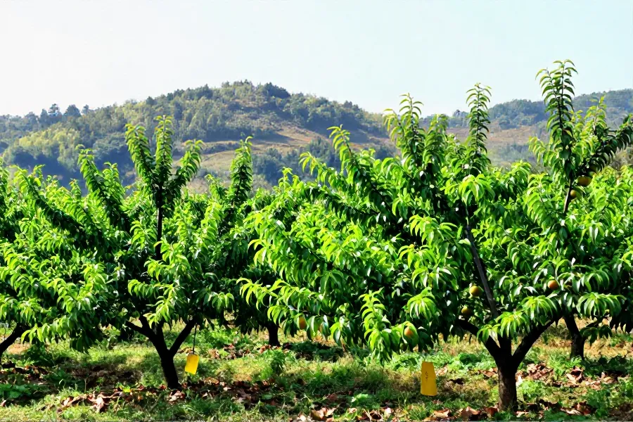 科技赋能顺昌大富桃：生物防治将虫害率压至6%以下